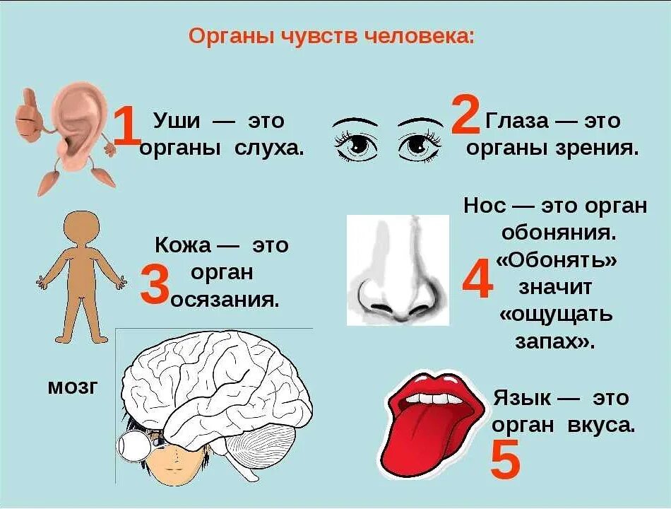 Как называется тема человека. Органы чувств человека и их основные функции. система органов чувств схема. 5 органов чувств человека. пять основных видов чувств человека.