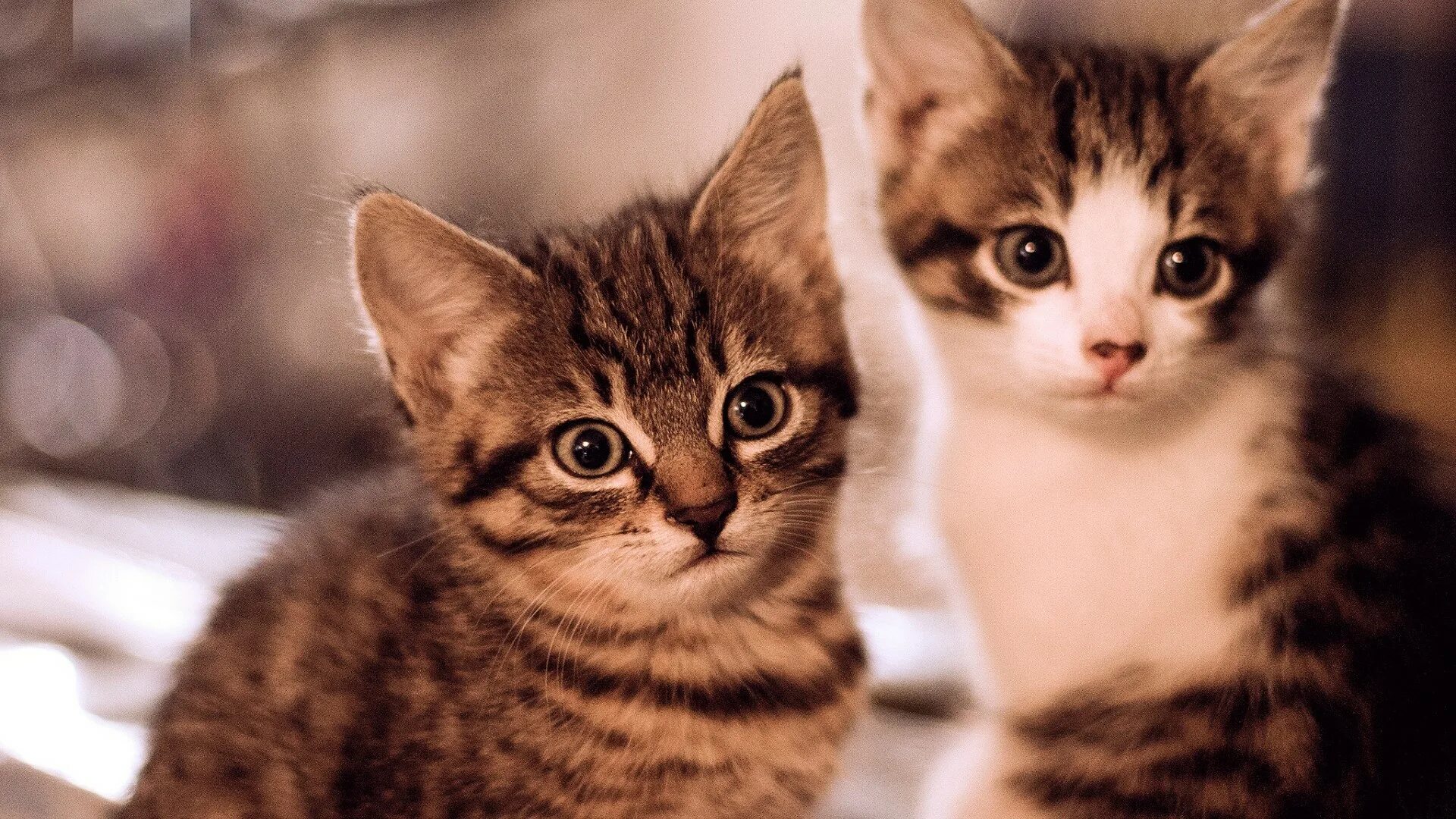 Т кота. Кошки. Кошки маленькие. Кошка с котятами. Картинки котят.