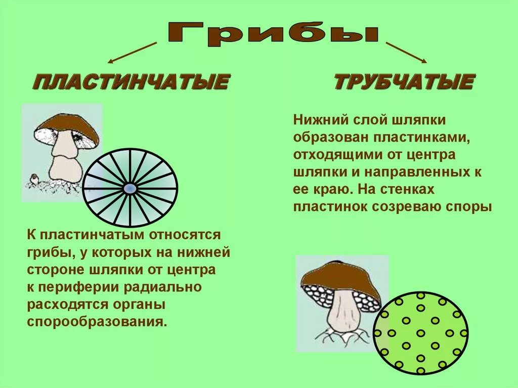 Нижняя сторона шляпки. Шляпочные и пластинчатые грибы. Нижняя сторона шляпки образована. Трубчатые и пластинчатые грибы. Пластинчатые грибы чем размножаются?.