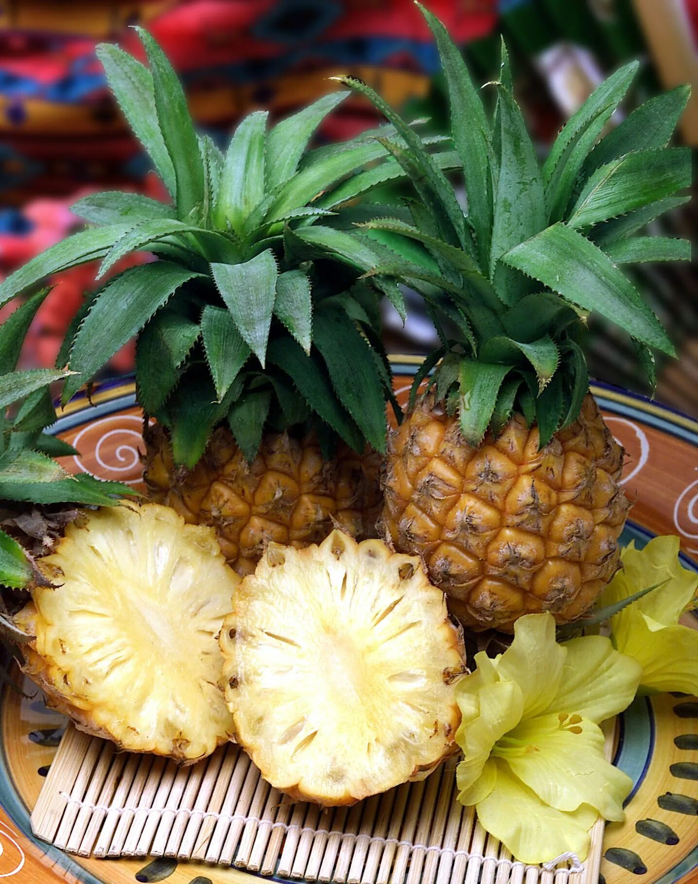 Ананас цветок комнатный. Ананас ананасович ананасов. ананас (ananas) срезка. ананасовый цветок. комнатные ананасовые растения.