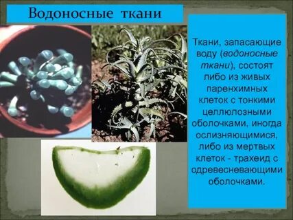Запасающие стебли
