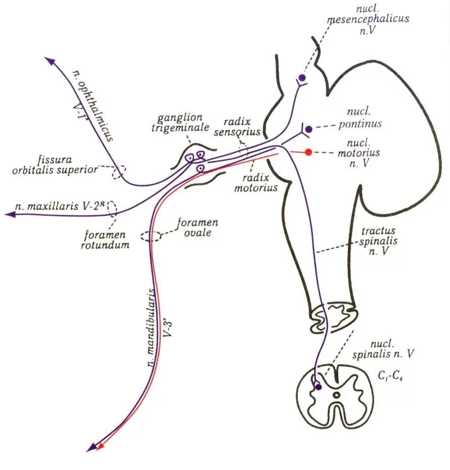 Тройничный черепной нерв. Схема 5 пары черепных нервов. Ход тройничного нерва схема. Путь 5 пары черепных нервов. 5 Пара черепных нерв схема.