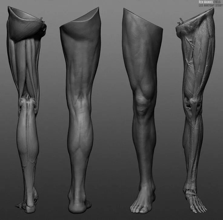 Leg art. Ноги референс анатомия. Анатомия стопы Zbrush. Анатомия конечностей Zbrush. Ноги 3д референс.