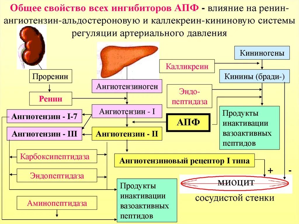 Препарат из группы ингибиторов. Механизм действия ингибиторов АПФ при гипертонической болезни. Ингибиторы АПФ механизм действия схема. Ингибиторы АПФ для лечения гипертонической болезни препараты. Механизм ангиотензин превращающий фермент.