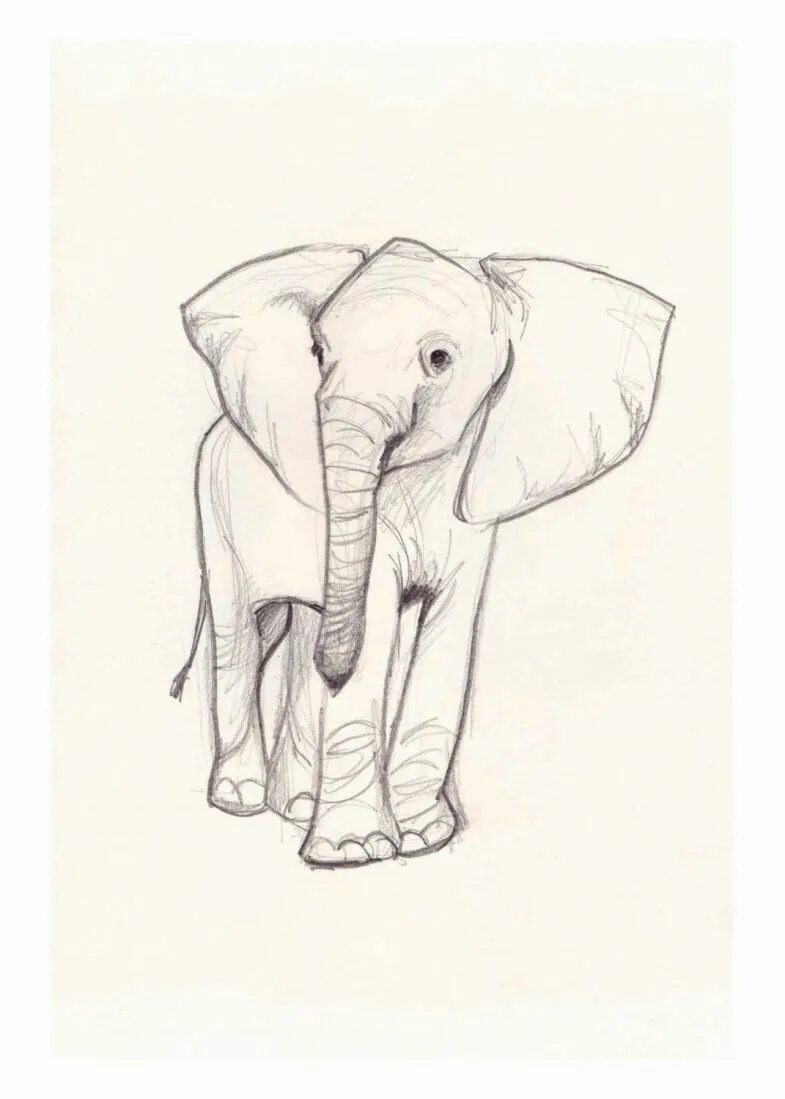 Слон нарисовать. Слон рисунок. Слоник рисунок. Слон набросок. Слон эскиз.