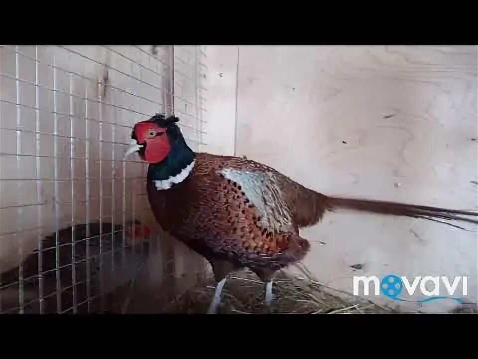 Как кричит фазан слушать. Как кричит фазан слушать