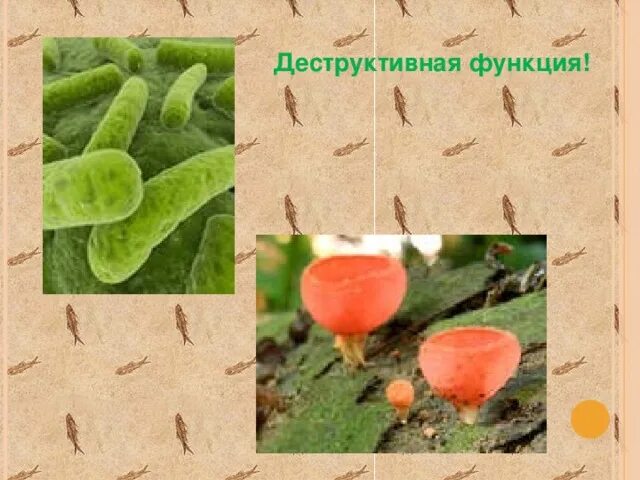 Примеры деструктивной функции живого Примеры деструктивной функции живого
