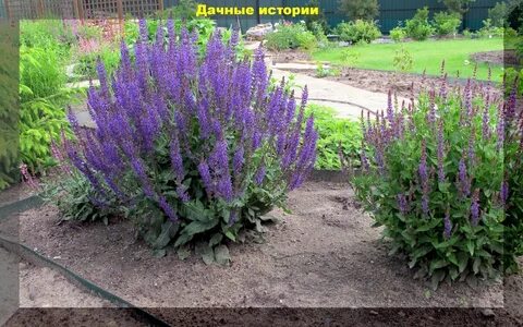 Иссоп посадка и уход в открытом грунте