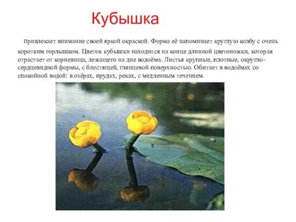 Кубышка проценты
