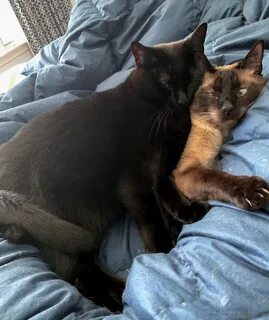 Уживаются 2 кошки