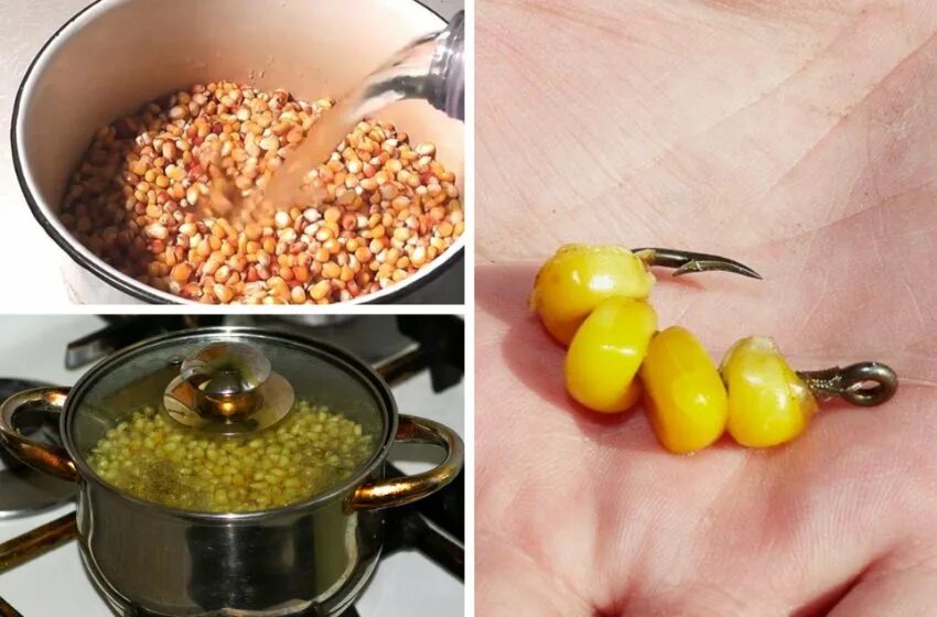 Как правильно варить кукурузу для рыбалки. Кукуруза для рыбалки на карпа. запаривание кукурузы для рыбалки. кукуруза на карася. рыбалка на кукурузу консервированную.