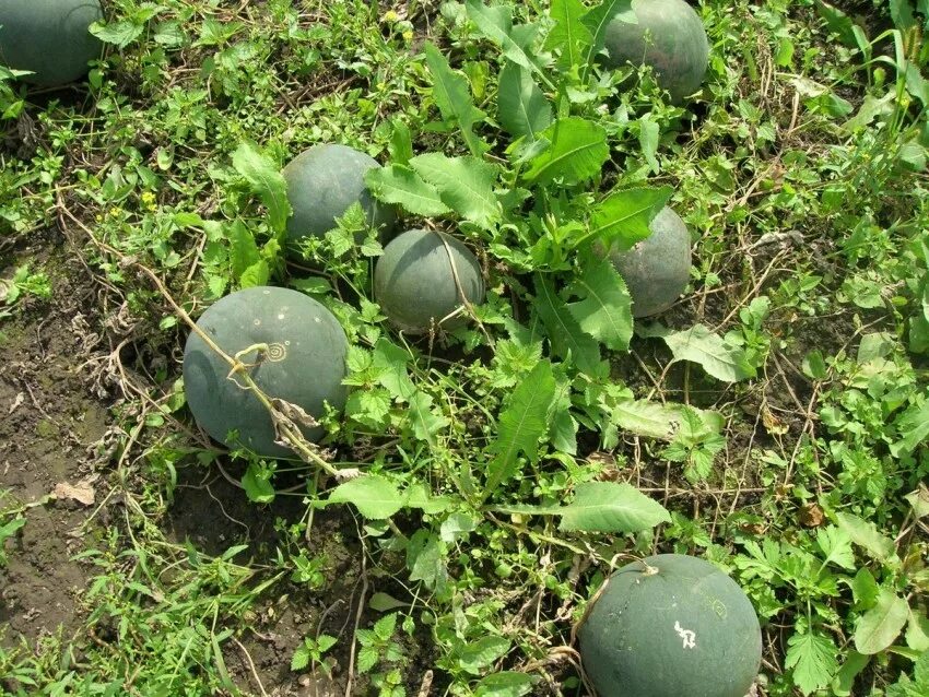 Арбузы в теплице. Туркменистан,дыни, бахчи. Формирование дыни колхозница. Всходы арбуза. Сорт арбуза скорик.