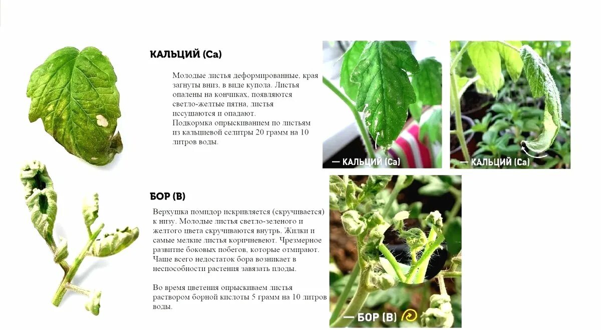Отваливаются листья у рассады томатов что делать. Нехватка микроэлементов у томатов. Таблица болезней рассады томатов. Определи болезни томатов по листу. Недостаток элементов в томатах.