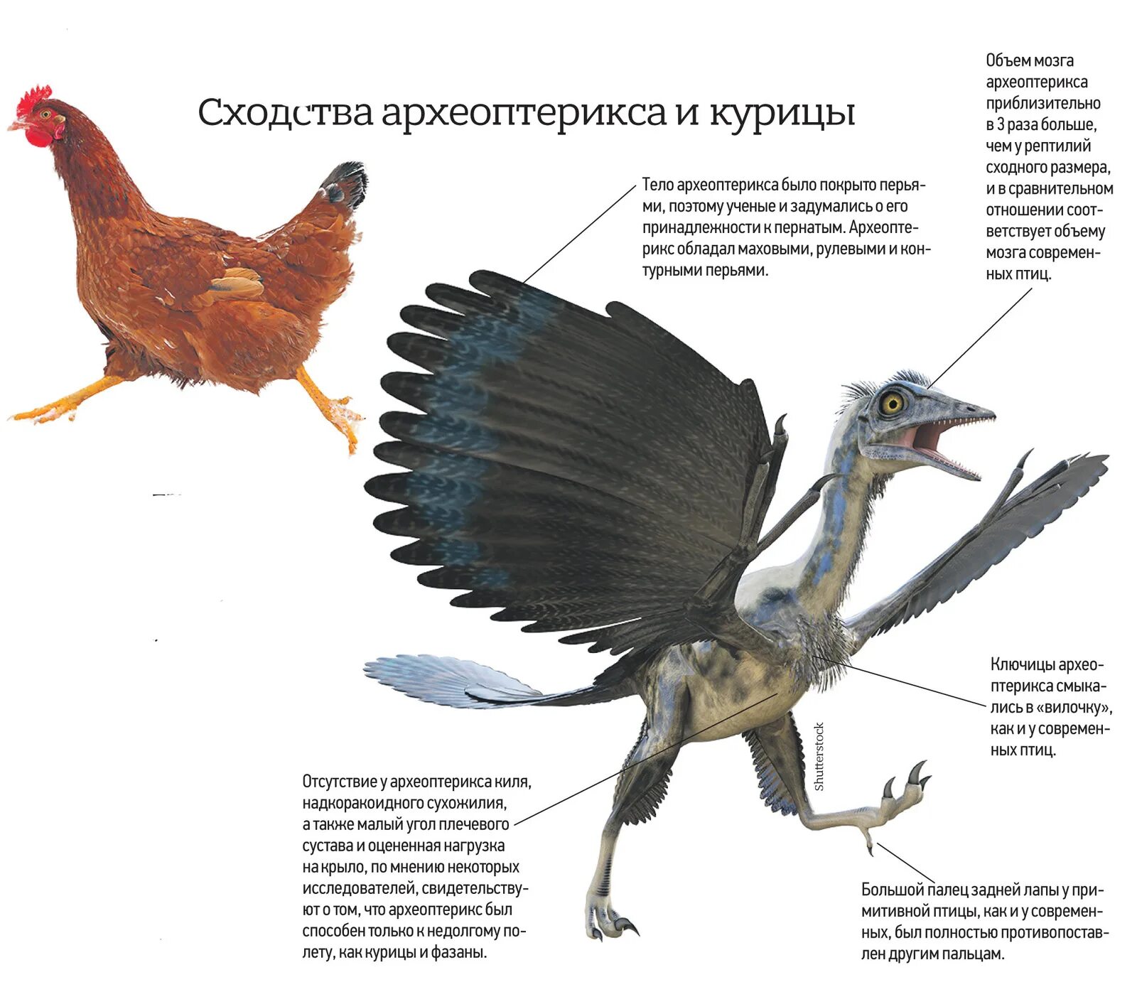 Признаки рептилий и птиц. Внутреннее строение археоптерикса. Задние конечности археоптерикса. Особенности строения археоптерикса. Птица Археоптерикс строение.