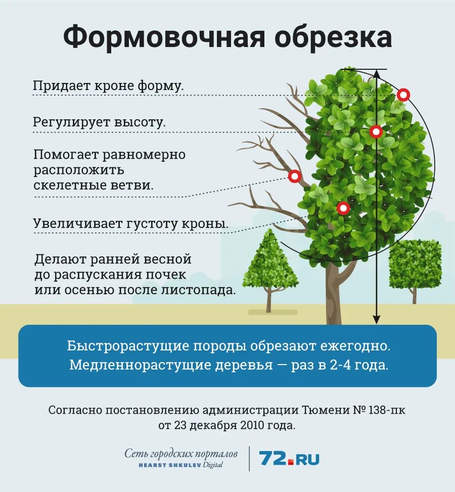 Высота деревьев во дворах. Омолаживающая обрезка тополя нормативы. схема формовочной обрезки деревьев. формовочная обрезка деревьев тополя. нормы кронирования и обрезки деревьев.
