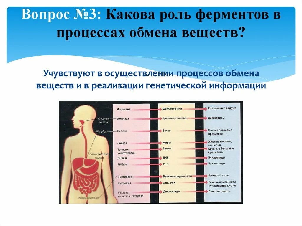 Какова роль ферментов в процессах обмена веществ. Какова род фермен ов в обмене веществ. Роль ферментов в процессах метаболизма. Какова роль ферментов в процессе переваривания. Работа пищеварительных ферментов