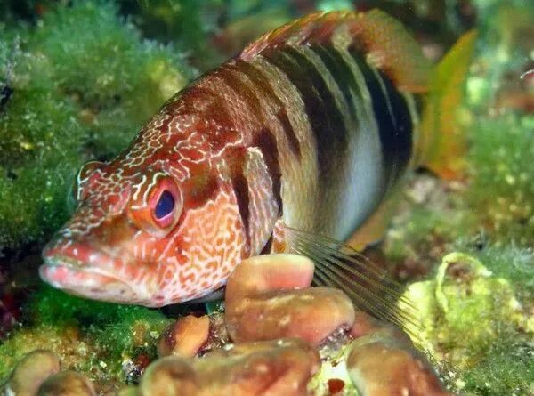 Painted comber (Serranus scriba) adriaticnature