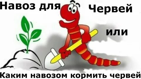 Став червь
