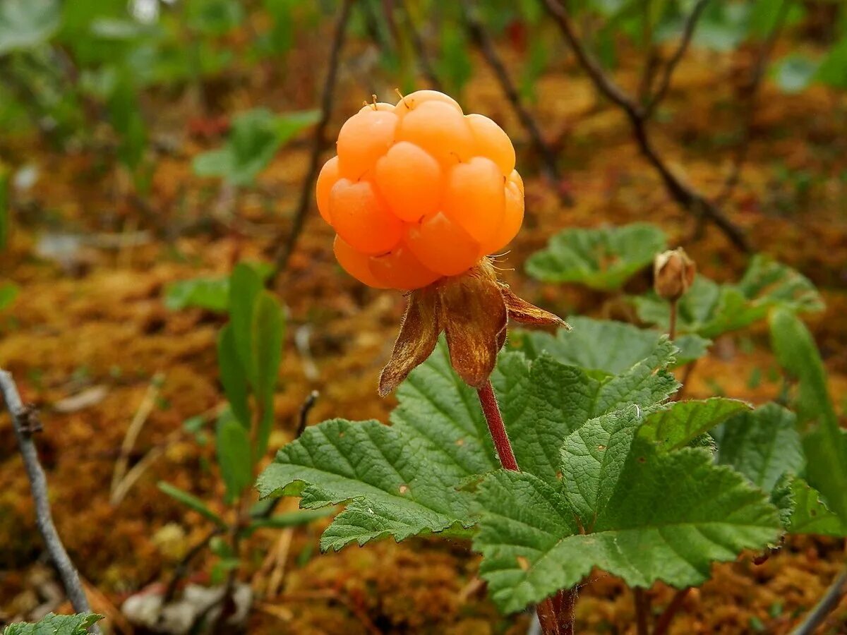 Морошка Арктическая. Морошка Болотная. Северная ягода Морошка. Морошка (Rubus chamaemorus).