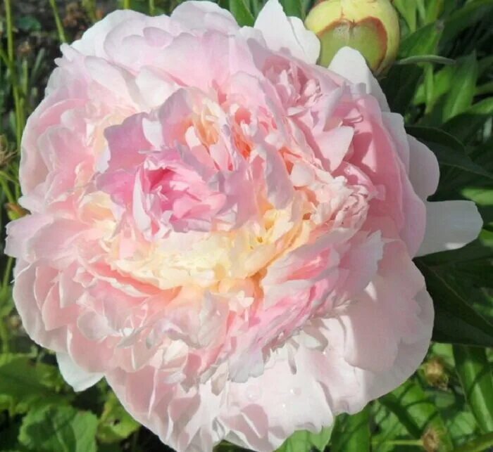 Пион миртл. Пион Миртл Джентри Paeonia Myrtle Gentry. Пион blush Queen. Пион Блаш Квин. Пион blush Queen (Блаш Квин).