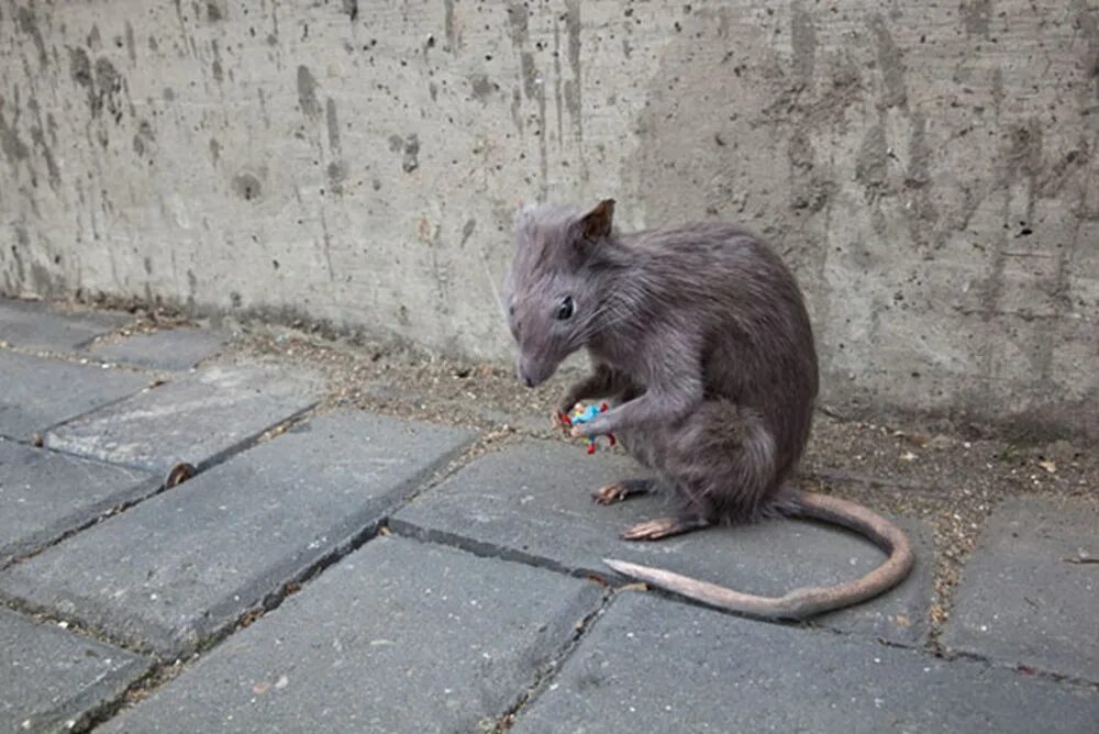 Metro Detroit Among Areas With Most Rats
