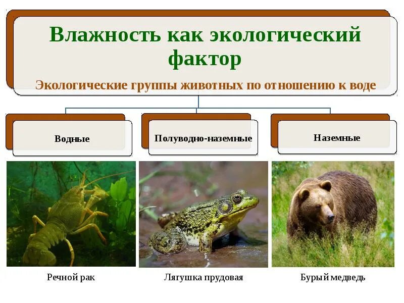 Влажность растений и животных. Экологические группы животных. экологические группы животных по отношению к воде. влажность как экологический фактор. влажность кпк хкологияеский фактор.
