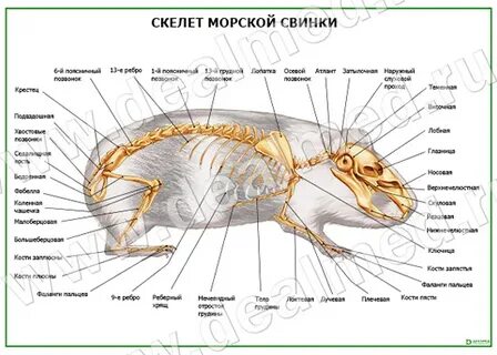 Чем дышат морские свинки
