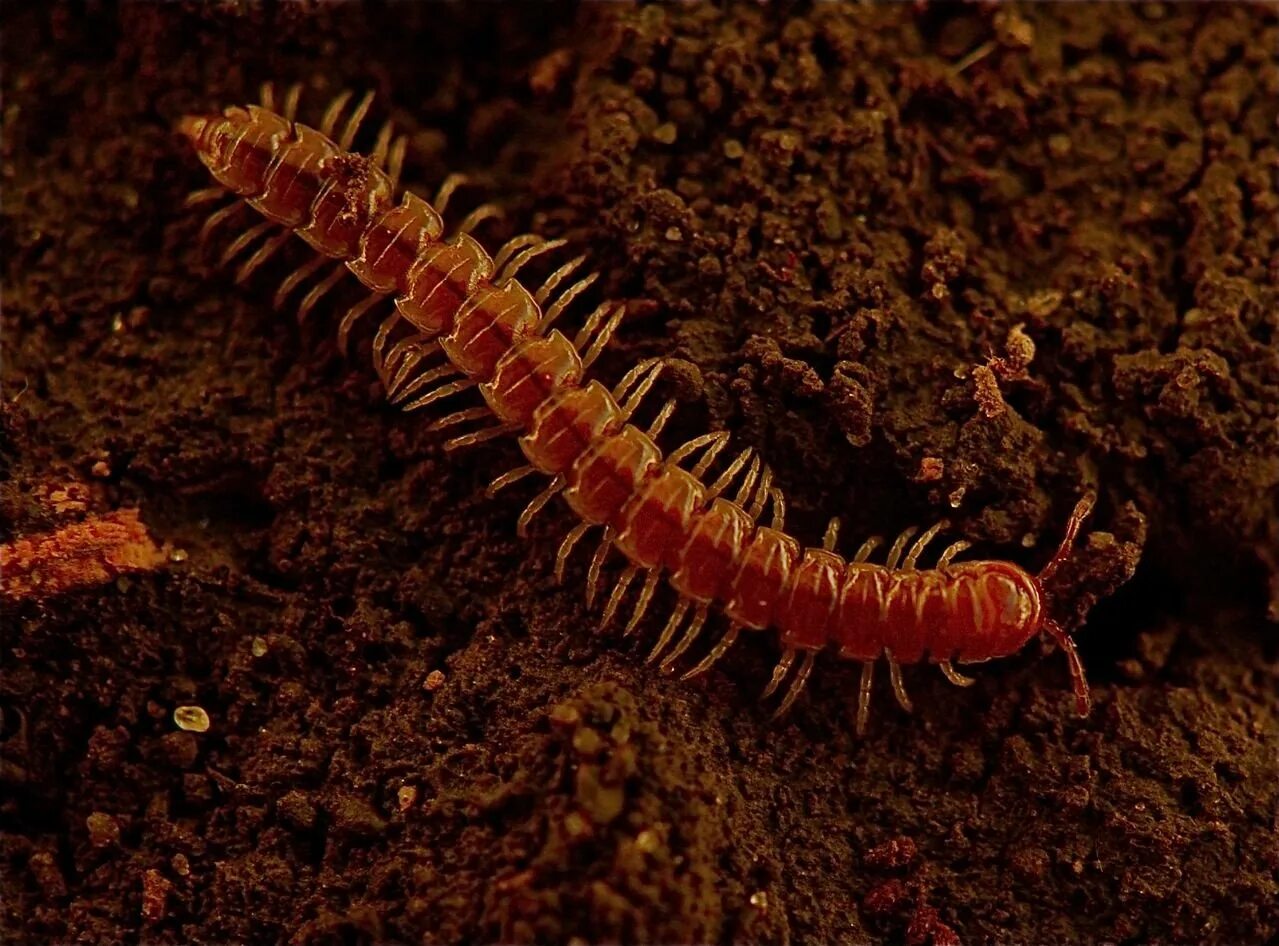 Многоножки виды. Многоножка Millipede. Многоножка Сибирская. Сколопендра Сибирская. Многоножка Millipede красная.