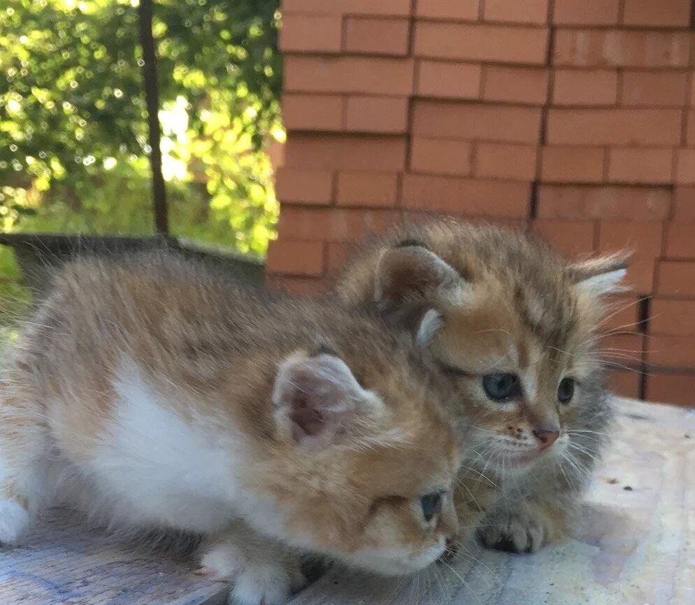 Купить котенка в смоленске. Котята Смоленск. Коты Смоленска.