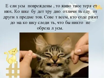 Что значит ус