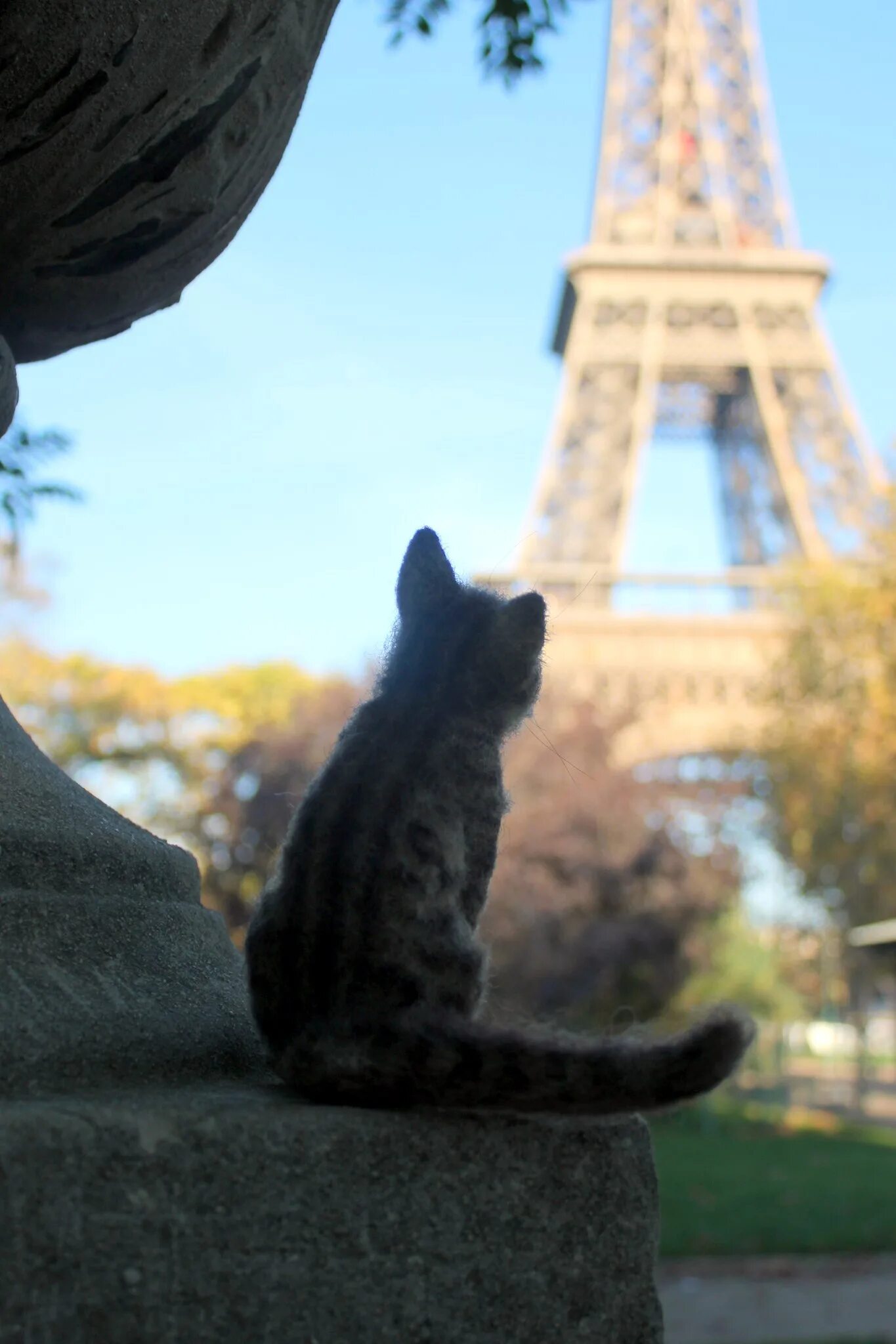 Кот париж. Кот в париже. котики в париже. кошечка париж. французский кот.