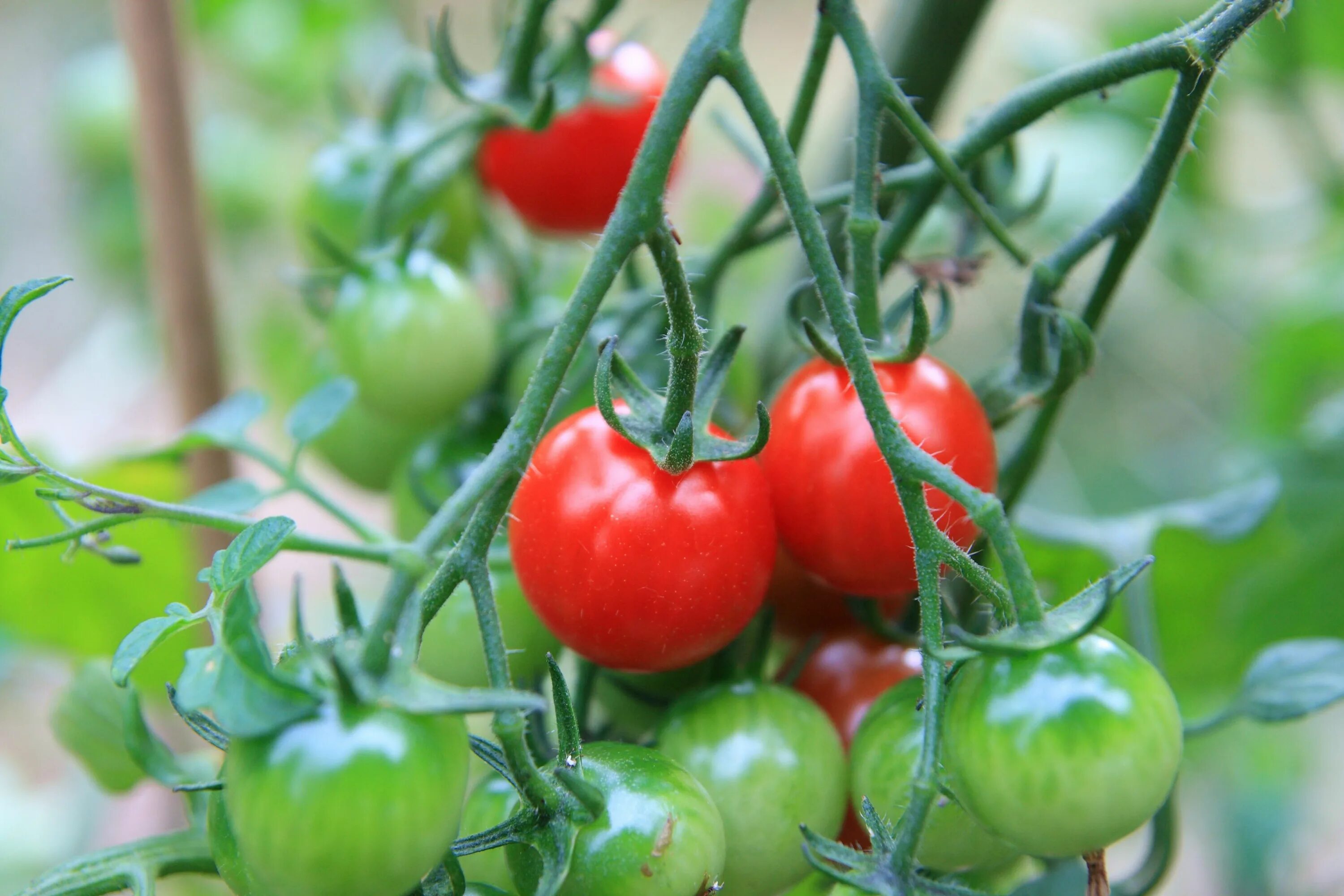 Tomato grow