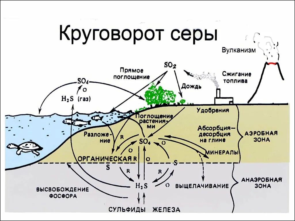 Биогенная миграция вещества