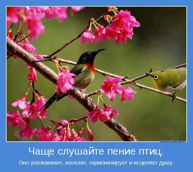 Пение птиц текст. Доброе утро птички поют. мотиватор про птиц. мотиваторы с птицами. красивые высказывания про весну и птиц.