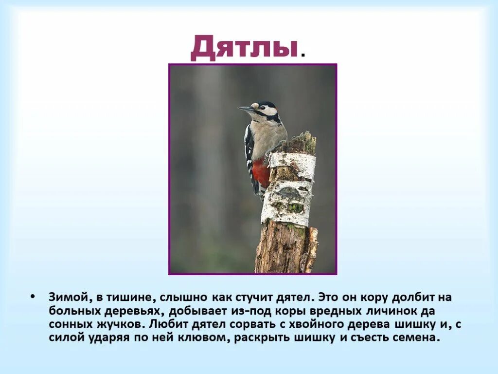 Дятел стучал по стволу. Дятел стучит. Дятел зимующая птица 1 класс. Дятел зимующая птица доклад. Дятел стучит по дереву.