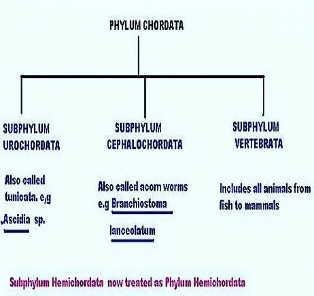 Classification of articles. Phylum chordata. classification of chordata. general characteristics of chordates. stigma chordata.