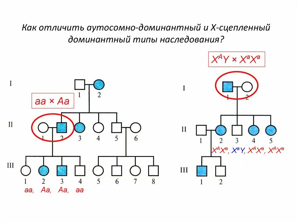 Y сцепленный тип наследования примеры Примеры генов сцепленных с полом