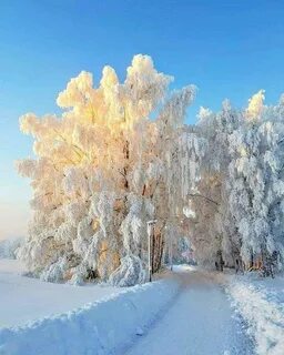Зимний морозный день картинки