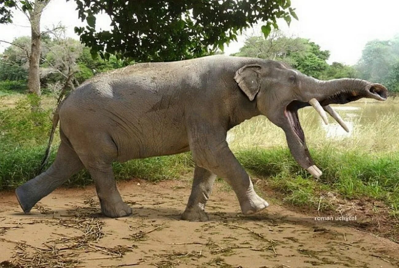Слонопотам платибелодон. Платибелодон древний слон. Хоботных платибелодонов. Вымершие животные платибелодон. Почему слона назвали слоном