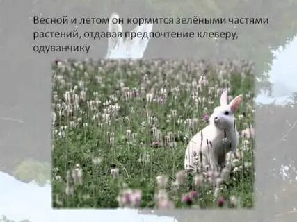 Отдай растение