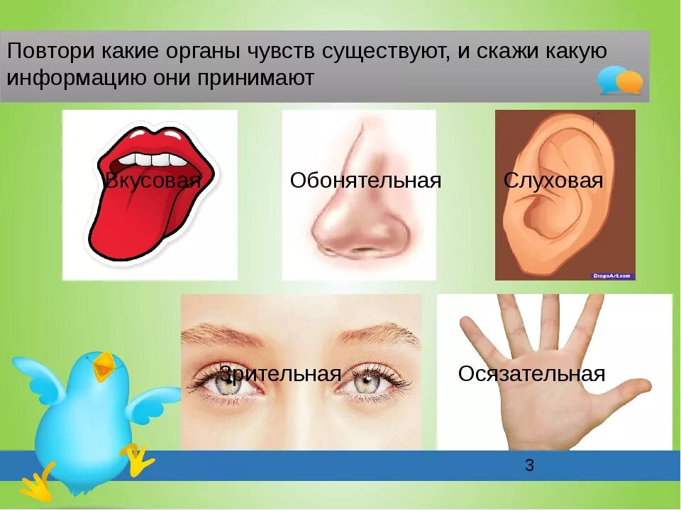 Слух 6 букв. Органы чувств. Ощущения органы чувств. Название органов чувств. Перечисли органы чувств.