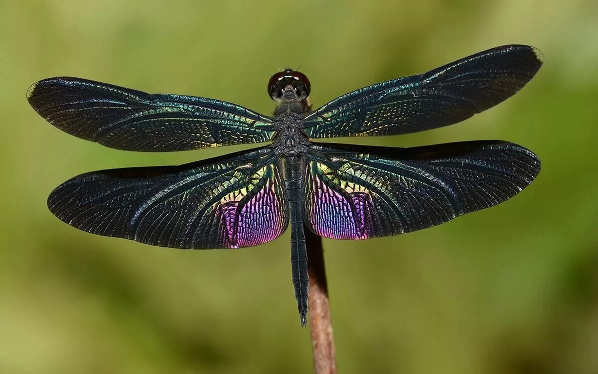 Драгонфлай Стрекоза. Стрекоза Austrophlebia costalis. Стрекоза Радужница. Стрекоза Calopteryx Virgo.