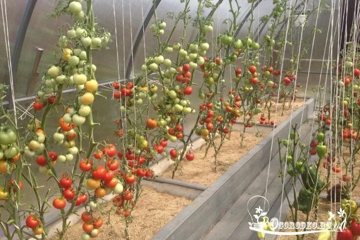 Помидоры в теплице для начинающих фото Низкорослые томаты самые урожайные сорта и гибриды Jardines, Huerto, Hojas ver
