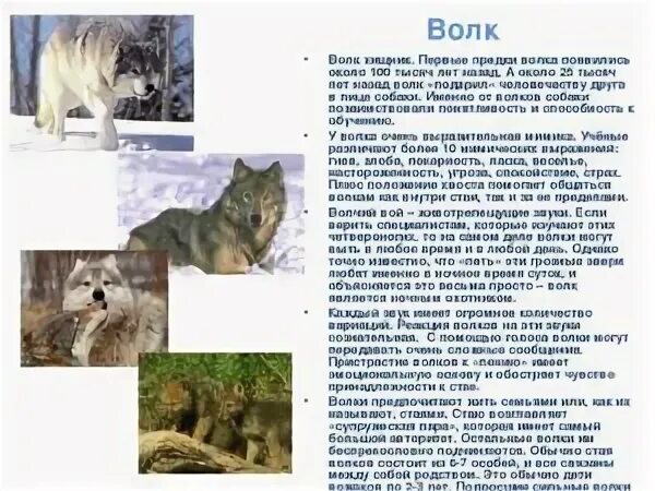 Нападающий волк во сне для женщины. Волк портрет. Хищные животные волки. Волк обои. К чему снятся волки во сне.