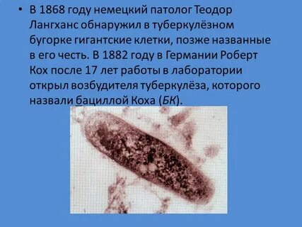 Туберкулез клетка