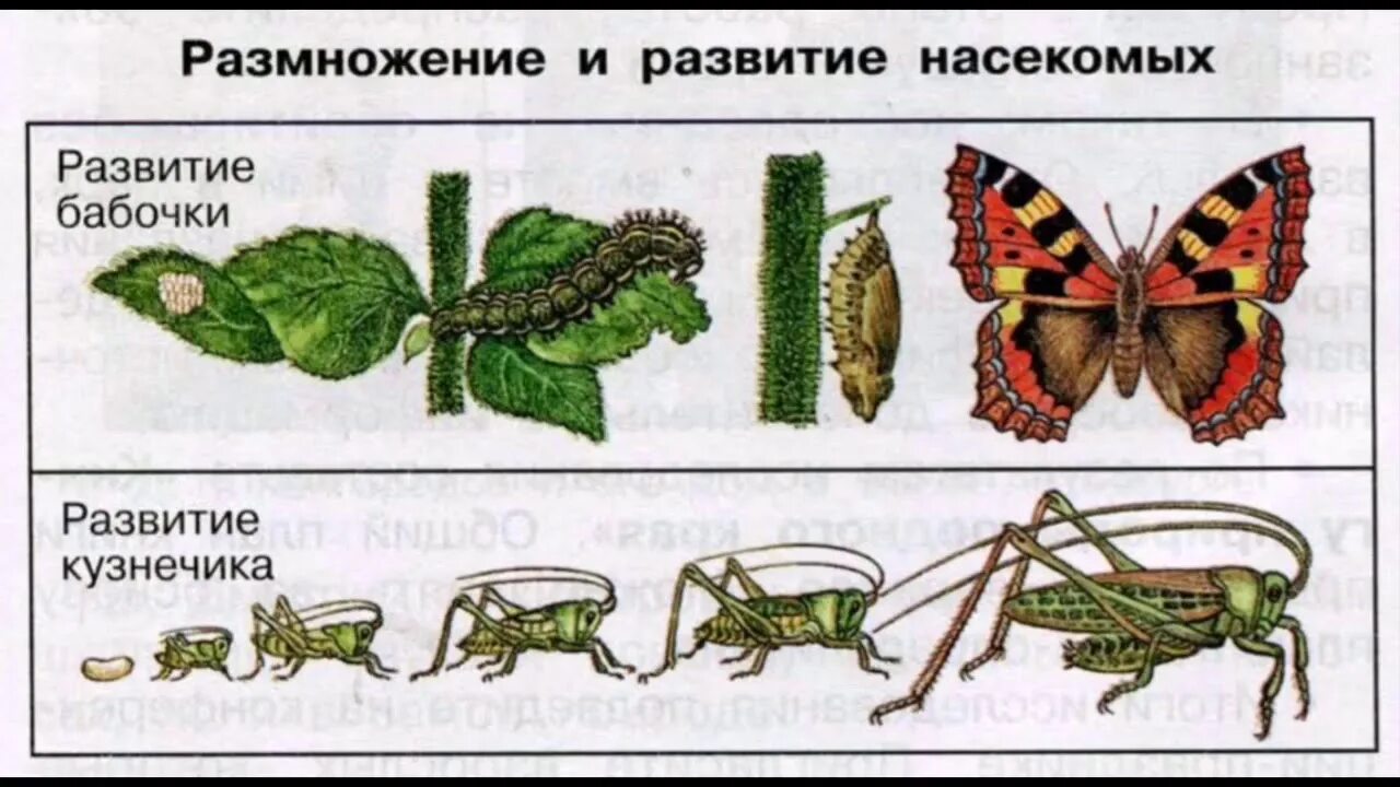 Развитие бабочки схема. Размножение и развитие насекомых 3 класс. Цикл развития кузнечика схема. Стадии развития насекомых 3 класс окружающий мир. Циклы развития бабочки и кузнечика.