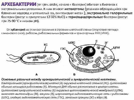 Бактерии не имеющие клеточную стенку
