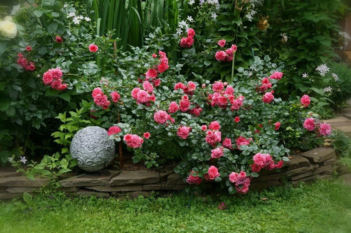 Лучшие розы для сада. Розариум Ютерсен клумбы.