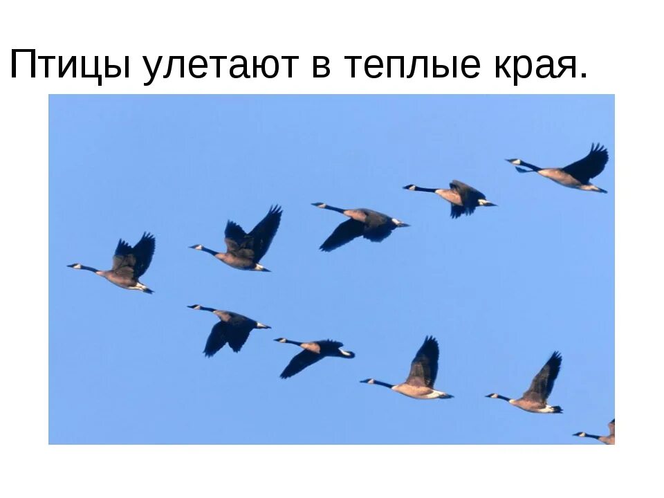 Какие перелетные птицы улетают в теплые края. Птицы улетают теплые края юг. перелетные птицы которые улетают на юг. птицы улетают в теплые края. птицы которые улетают в теплые края.