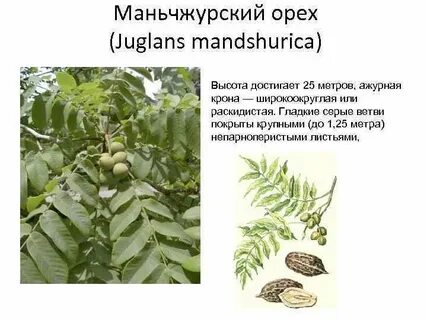 Орех маньчжурский описание
